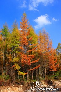 惊艳！那一刻，全场沸腾，掌声如潮！
